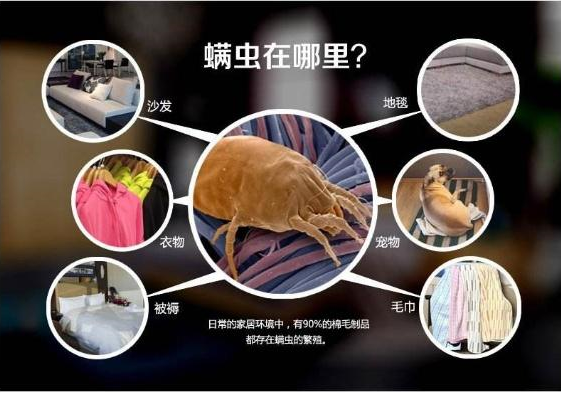 螨虫无处不在 螨虫无处不在